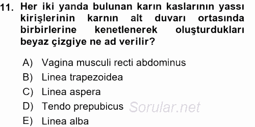 Temel Veteriner Anatomi 2015 - 2016 Ara Sınavı 11.Soru