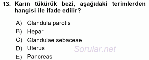 Temel Veteriner Anatomi 2015 - 2016 Ara Sınavı 13.Soru