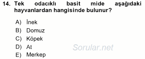 Temel Veteriner Anatomi 2015 - 2016 Ara Sınavı 14.Soru