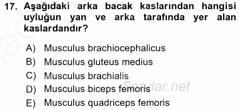 Temel Veteriner Anatomi 2015 - 2016 Ara Sınavı 17.Soru