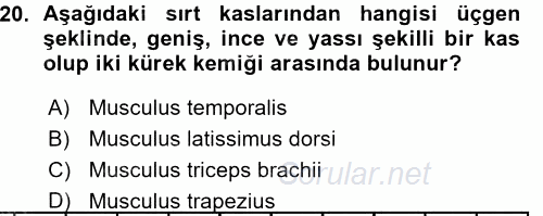 Temel Veteriner Anatomi 2015 - 2016 Ara Sınavı 20.Soru
