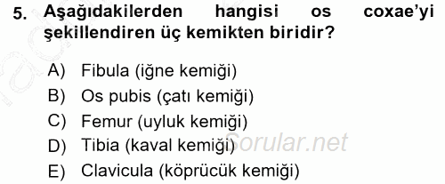 Temel Veteriner Anatomi 2015 - 2016 Ara Sınavı 5.Soru