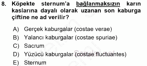 Temel Veteriner Anatomi 2015 - 2016 Ara Sınavı 8.Soru