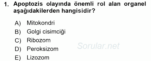 İnsan Beden Yapısı Ve Fizyolojisi 2016 - 2017 Ara Sınavı 1.Soru