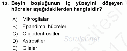 İnsan Beden Yapısı Ve Fizyolojisi 2016 - 2017 Ara Sınavı 13.Soru