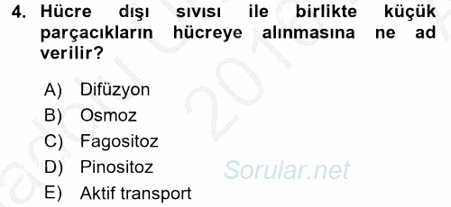İnsan Beden Yapısı Ve Fizyolojisi 2016 - 2017 Ara Sınavı 4.Soru