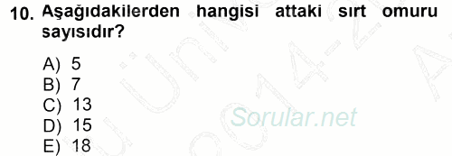 Temel Veteriner Anatomi 2014 - 2015 Ara Sınavı 10.Soru