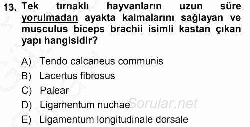 Temel Veteriner Anatomi 2014 - 2015 Ara Sınavı 13.Soru