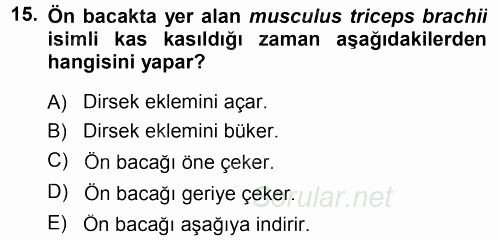 Temel Veteriner Anatomi 2014 - 2015 Ara Sınavı 15.Soru