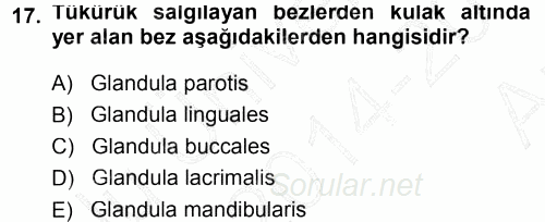 Temel Veteriner Anatomi 2014 - 2015 Ara Sınavı 17.Soru