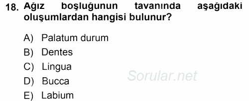 Temel Veteriner Anatomi 2014 - 2015 Ara Sınavı 18.Soru