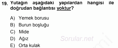 Temel Veteriner Anatomi 2014 - 2015 Ara Sınavı 19.Soru