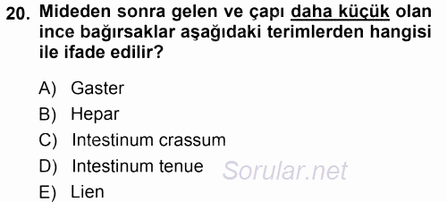 Temel Veteriner Anatomi 2014 - 2015 Ara Sınavı 20.Soru