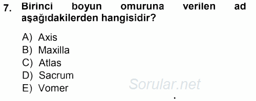 Temel Veteriner Anatomi 2014 - 2015 Ara Sınavı 7.Soru