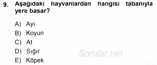 Temel Veteriner Anatomi 2014 - 2015 Ara Sınavı 9.Soru