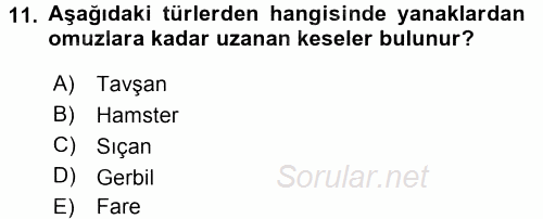 Laboratuvar Hayvanlarını Yetiştirme ve Sağlığı 2016 - 2017 3 Ders Sınavı 11.Soru