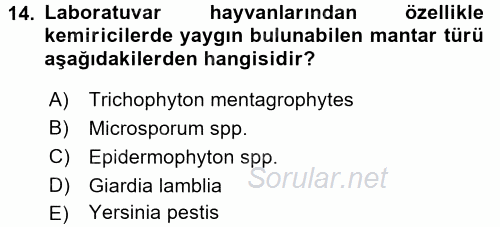 Laboratuvar Hayvanlarını Yetiştirme ve Sağlığı 2017 - 2018 3 Ders Sınavı 14.Soru