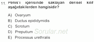 Temel Veteriner Anatomi 2012 - 2013 Tek Ders Sınavı 11.Soru