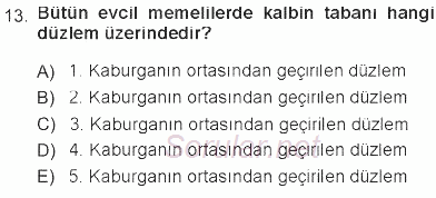 Temel Veteriner Anatomi 2012 - 2013 Tek Ders Sınavı 13.Soru