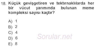 Temel Veteriner Anatomi 2012 - 2013 Tek Ders Sınavı 18.Soru