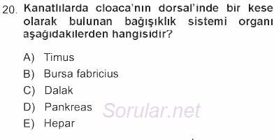 Temel Veteriner Anatomi 2012 - 2013 Tek Ders Sınavı 20.Soru