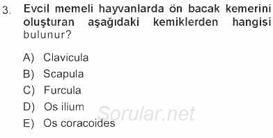 Temel Veteriner Anatomi 2012 - 2013 Tek Ders Sınavı 3.Soru