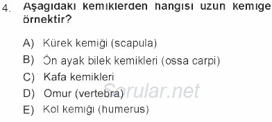 Temel Veteriner Anatomi 2012 - 2013 Tek Ders Sınavı 4.Soru