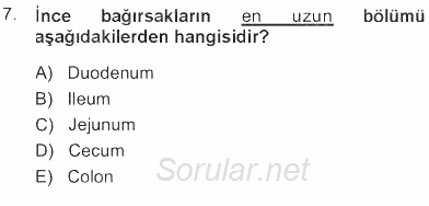 Temel Veteriner Anatomi 2012 - 2013 Tek Ders Sınavı 7.Soru