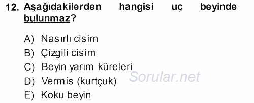 Temel Veteriner Anatomi 2013 - 2014 Dönem Sonu Sınavı 12.Soru
