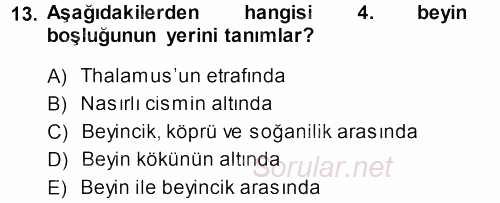 Temel Veteriner Anatomi 2013 - 2014 Dönem Sonu Sınavı 13.Soru