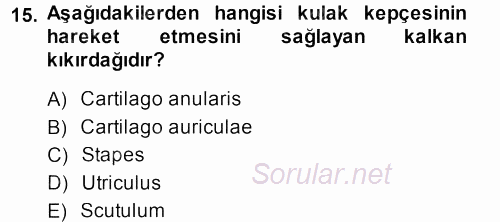 Temel Veteriner Anatomi 2013 - 2014 Dönem Sonu Sınavı 15.Soru