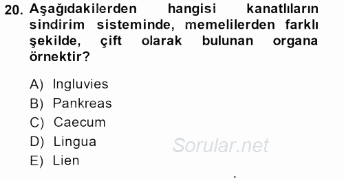 Temel Veteriner Anatomi 2013 - 2014 Dönem Sonu Sınavı 20.Soru