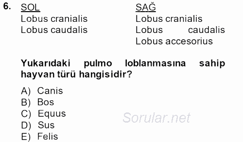 Temel Veteriner Anatomi 2013 - 2014 Dönem Sonu Sınavı 6.Soru