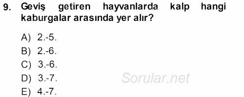 Temel Veteriner Anatomi 2013 - 2014 Dönem Sonu Sınavı 9.Soru