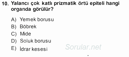 Temel Veteriner Histoloji ve Embriyoloji 2013 - 2014 Ara Sınavı 10.Soru