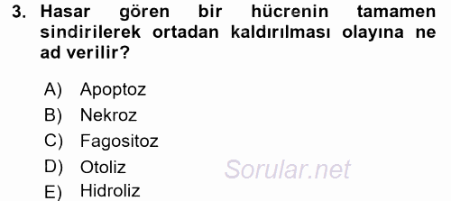 İnsan Beden Yapısı Ve Fizyolojisi 2017 - 2018 3 Ders Sınavı 3.Soru