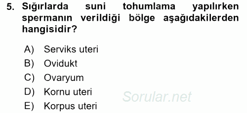 Doğum Bilgisi ve Suni Tohumlama 2016 - 2017 Dönem Sonu Sınavı 5.Soru