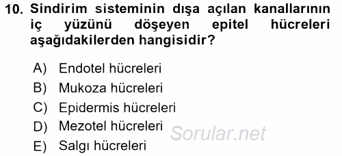 Temel Veteriner Histoloji ve Embriyoloji 2017 - 2018 Ara Sınavı 10.Soru