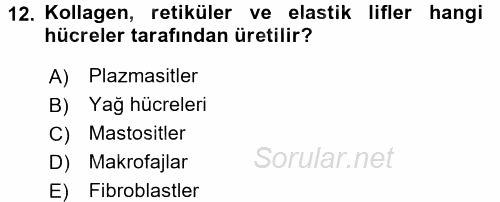 Temel Veteriner Histoloji ve Embriyoloji 2017 - 2018 Ara Sınavı 12.Soru