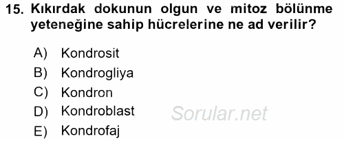 Temel Veteriner Histoloji ve Embriyoloji 2017 - 2018 Ara Sınavı 15.Soru