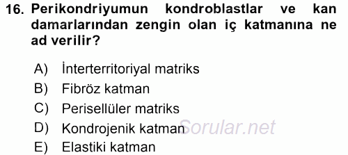 Temel Veteriner Histoloji ve Embriyoloji 2017 - 2018 Ara Sınavı 16.Soru