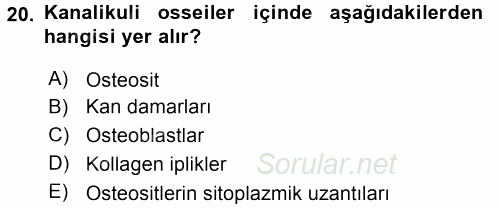 Temel Veteriner Histoloji ve Embriyoloji 2017 - 2018 Ara Sınavı 20.Soru