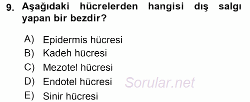 Temel Veteriner Histoloji ve Embriyoloji 2017 - 2018 Ara Sınavı 9.Soru